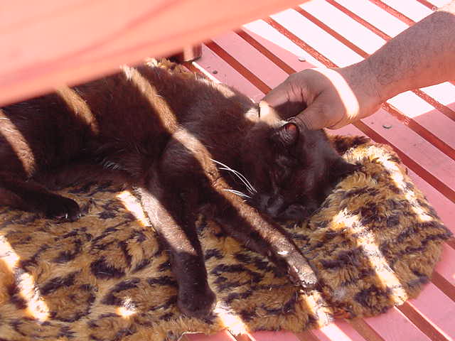 Kitty