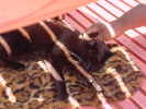 Kitty